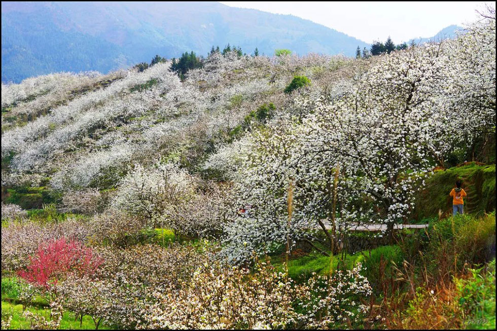 【春天，广西桂林灌阳县向您发出邀请！】我们在灌阳看梨花 - 游山玩水 - 宿州生活社区 - 宿州28生活网 suzhou.28life.com