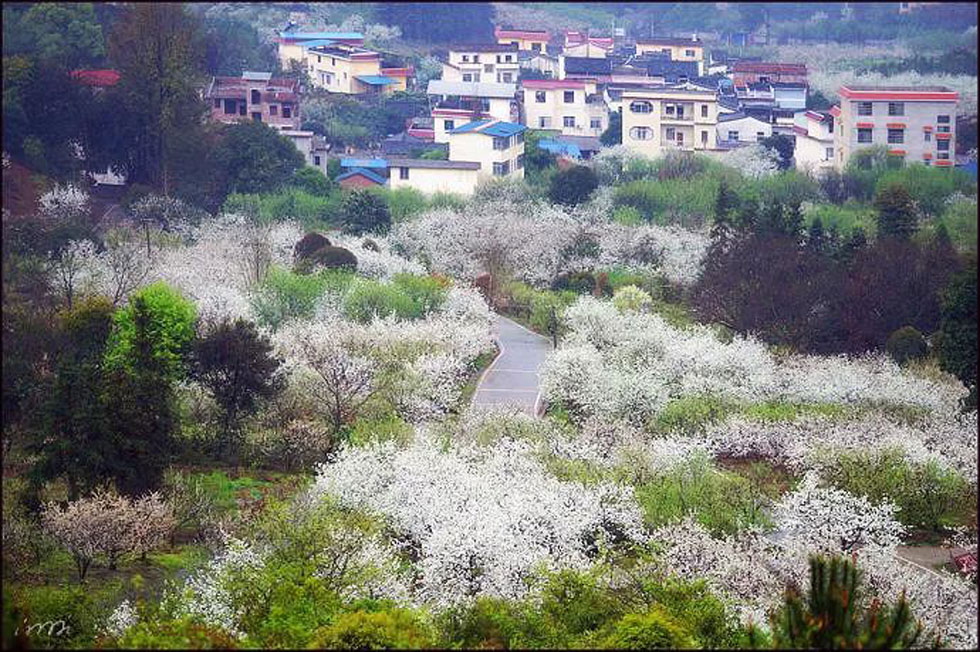 【春天，广西桂林灌阳县向您发出邀请！】我们在灌阳看梨花 - 游山玩水 - 宿州生活社区 - 宿州28生活网 suzhou.28life.com