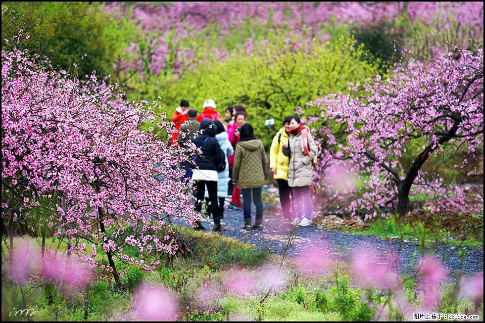 【春天，广西桂林灌阳县向您发出邀请！】官庄村有个醉美的桃花园 - 游山玩水 - 宿州生活社区 - 宿州28生活网 suzhou.28life.com