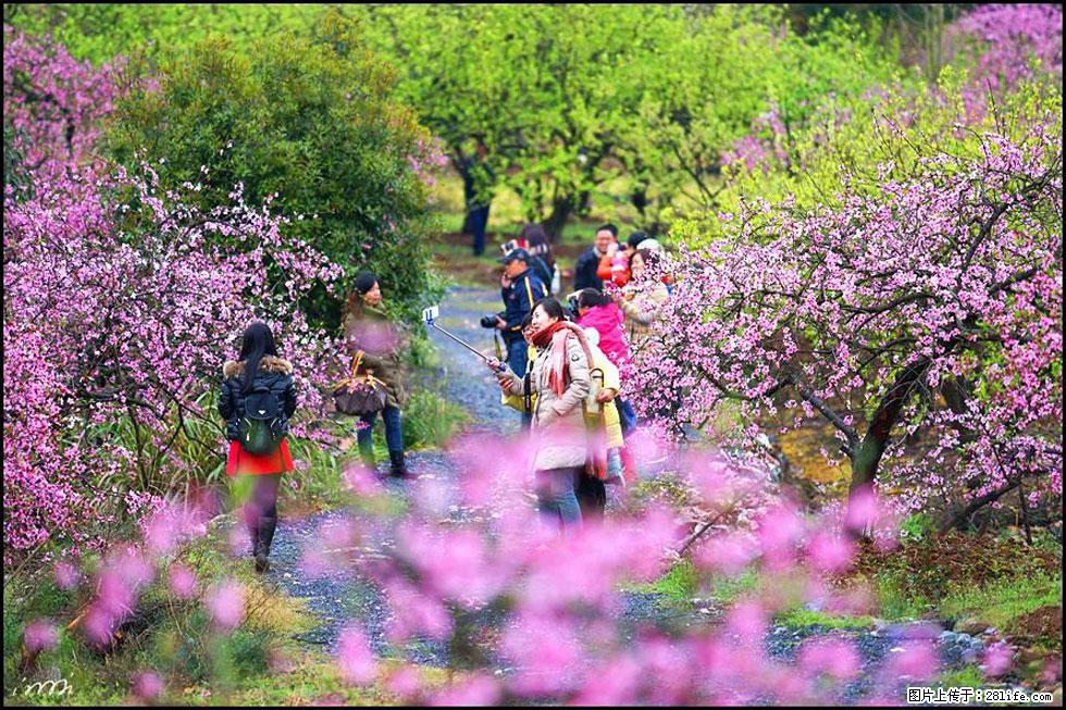 【春天，广西桂林灌阳县向您发出邀请！】官庄村有个醉美的桃花园 - 游山玩水 - 宿州生活社区 - 宿州28生活网 suzhou.28life.com