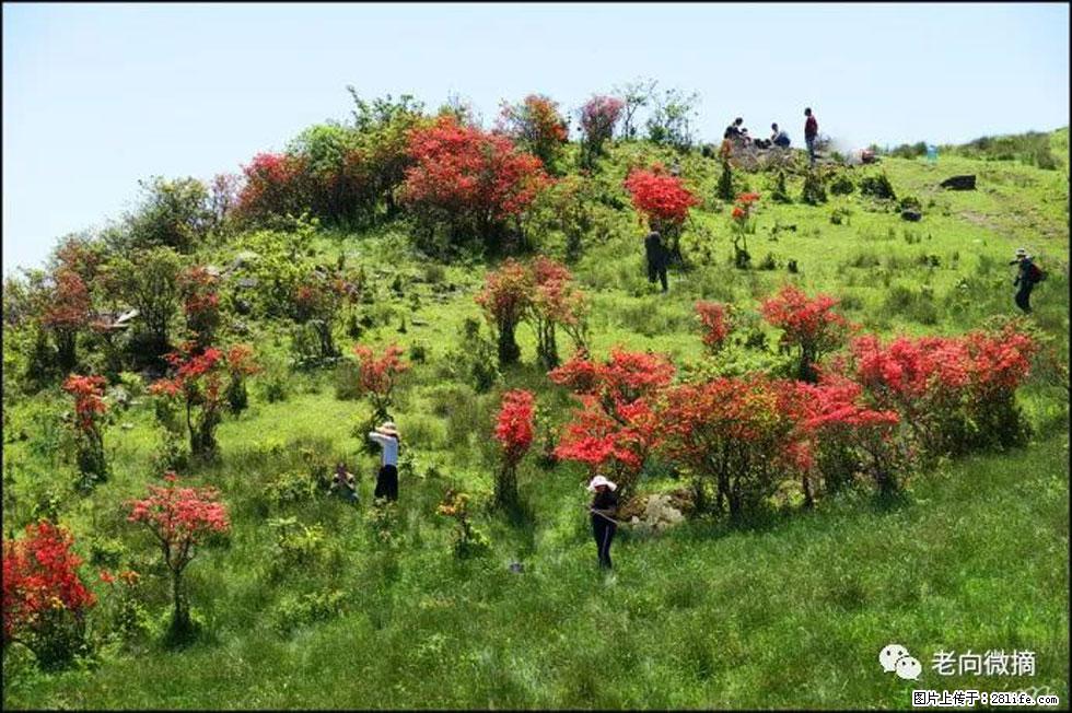 【春天，广西桂林灌阳县向您发出邀请！】宝盖山上映山红 - 游山玩水 - 宿州生活社区 - 宿州28生活网 suzhou.28life.com