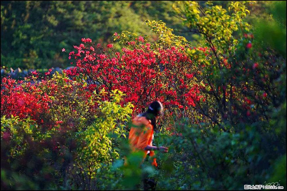 【春天，广西桂林灌阳县向您发出邀请！】春木界上映山红 - 游山玩水 - 宿州生活社区 - 宿州28生活网 suzhou.28life.com