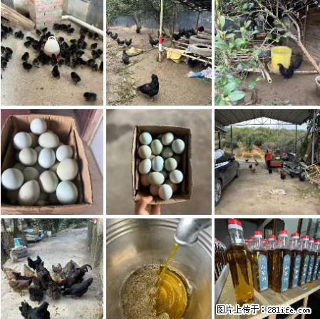 油茶园从小鸡仔开始养起的纯土鸡、土鸡蛋可以预定啦！还有前几天刚榨的纯山茶油哦 - 美食天地 - 宿州生活社区 - 宿州28生活网 suzhou.28life.com