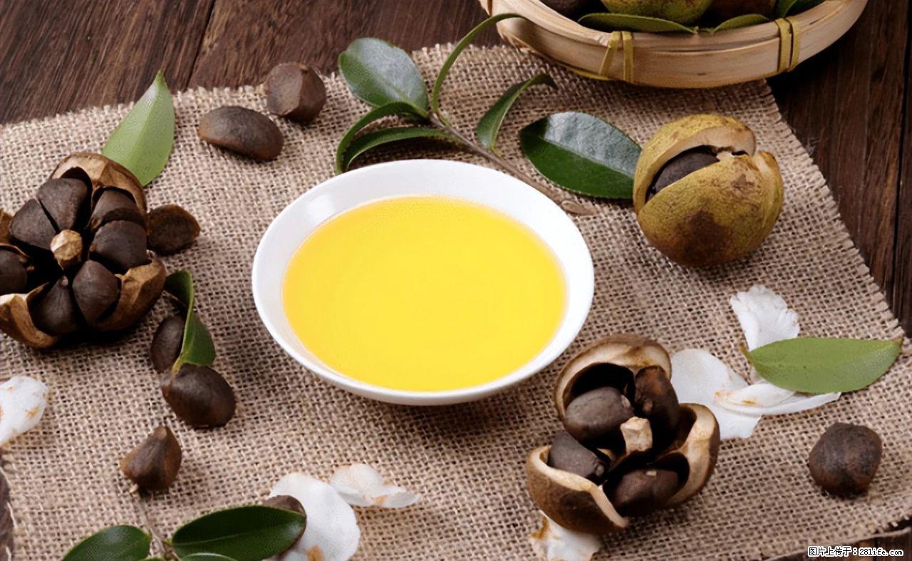 揭秘茶油的5大核心营养成分！被称为人体健康的“守护盾”！ - 宿州生活资讯 - 宿州28生活网 suzhou.28life.com