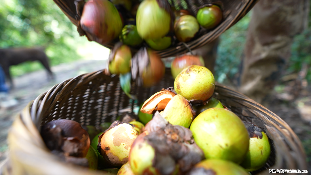 揭秘茶油的5大核心营养成分！被称为人体健康的“守护盾”！ - 宿州生活资讯 - 宿州28生活网 suzhou.28life.com