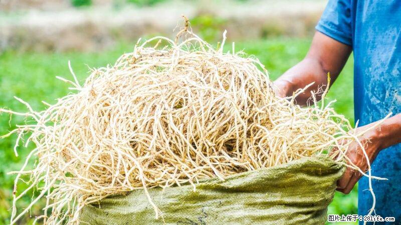 堪称“最难吃”的蔬菜，却是 “抗辐射神器”，还能护肺、清热、止咳化痰！ - 宿州生活资讯 - 宿州28生活网 suzhou.28life.com