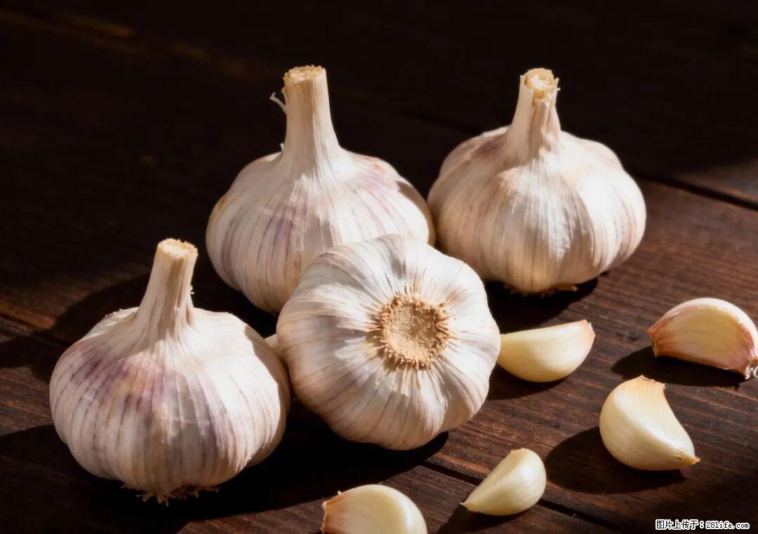 关于大蒜，除了“天然抗生素”，这4个谣言更该警惕! - 宿州生活资讯 - 宿州28生活网 suzhou.28life.com