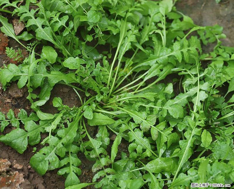 这些蔬菜是“天然钙片”，这6种被医生重点推荐 - 宿州生活资讯 - 宿州28生活网 suzhou.28life.com