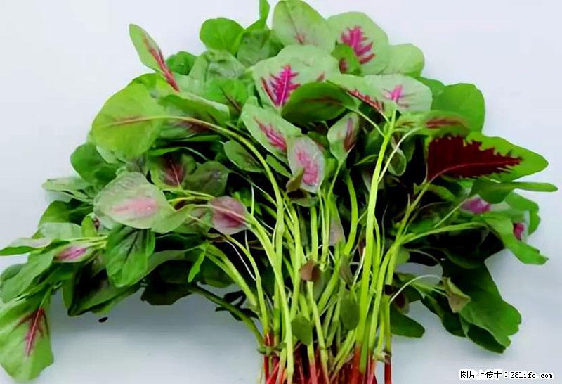 这些蔬菜是“天然钙片”，这6种被医生重点推荐 - 宿州生活资讯 - 宿州28生活网 suzhou.28life.com