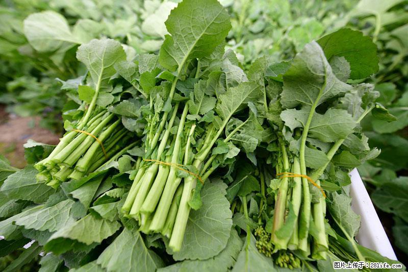 这些蔬菜是“天然钙片”，这6种被医生重点推荐 - 宿州生活资讯 - 宿州28生活网 suzhou.28life.com